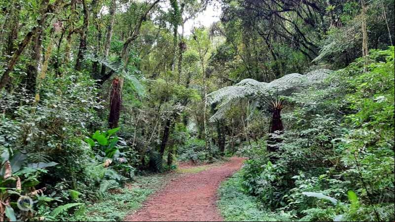 Cachoeira V