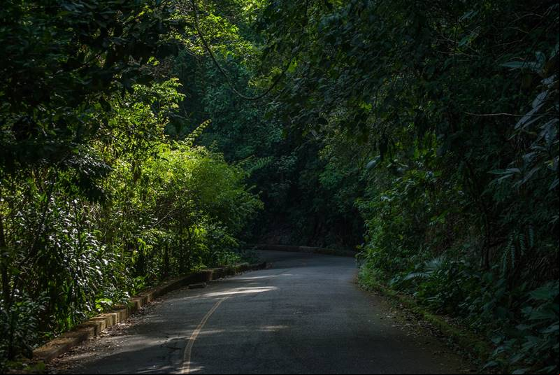 Parque Nacional da Tijuca - Rio de Janeiro - Regi