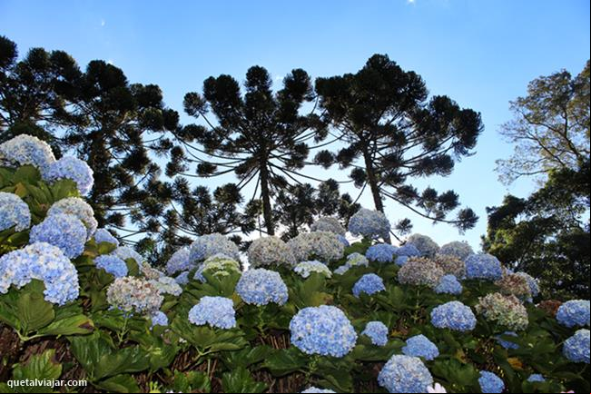 Jardins dos Pinhais Ecco Parque - Santo Ant